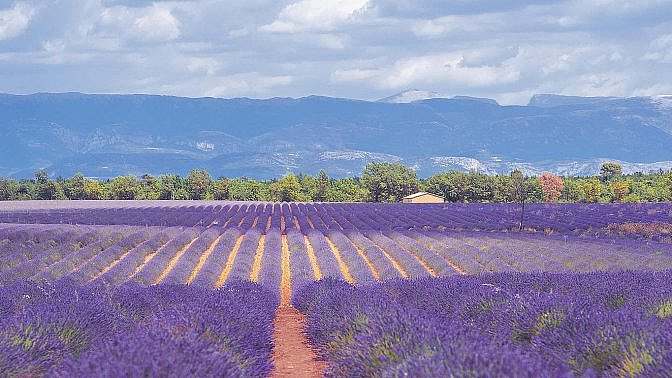 Via della Lavanda in fiore